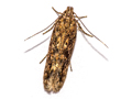 Scrobipalpa atriplicella